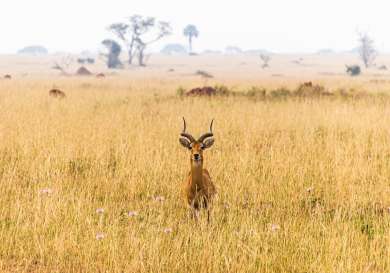 Sauti safari .