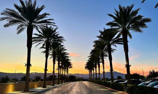 Rows of palm trees on either side of a road.