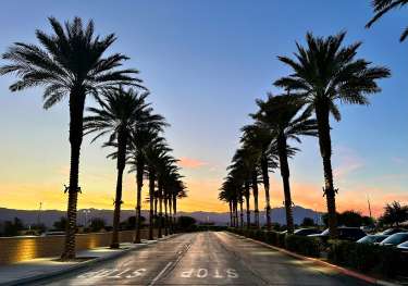 Rows of palm trees on either side of a road.