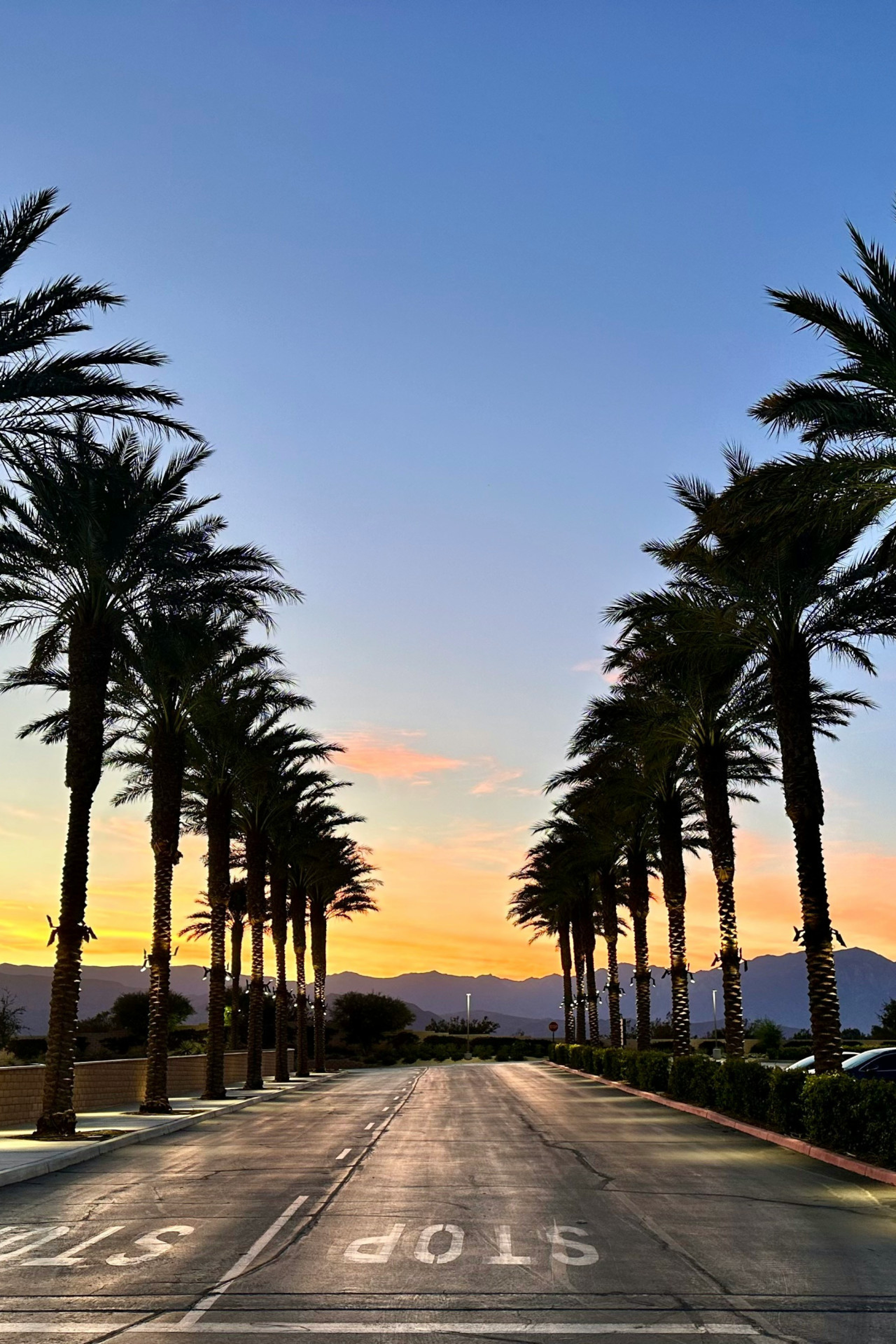 rows of palm trees on either side of a road