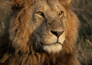 Lion rests attentively, surrounded by dry grasslands, with golden mane illuminated by sunlight.