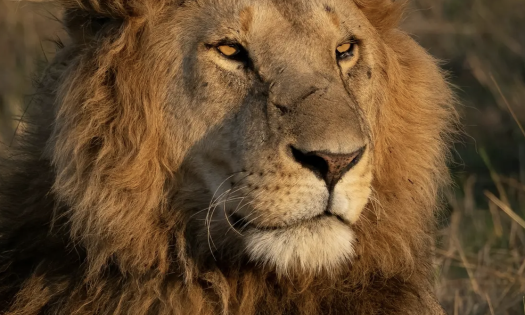 Lion rests attentively, surrounded by dry grasslands, with golden mane illuminated by sunlight.