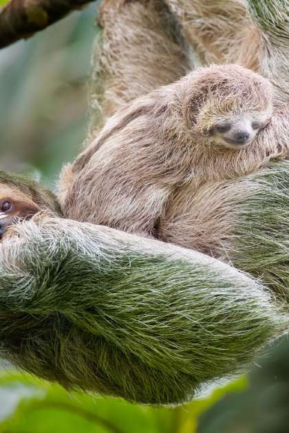 Sloth.