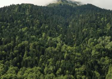 Mountain covered in trees.