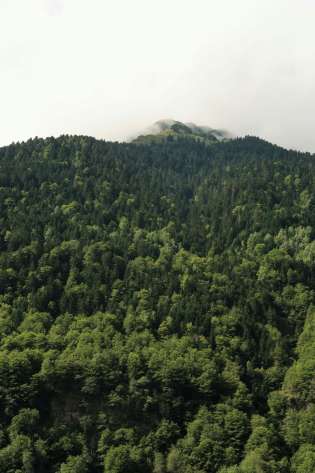 Mountain covered in trees.