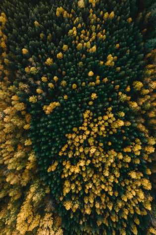 Aerial view of forest in sweden .