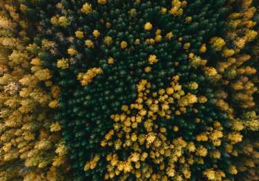 Aerial view of forest in sweden .