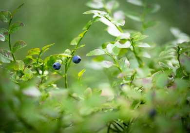 Wild blueberries in sweden.