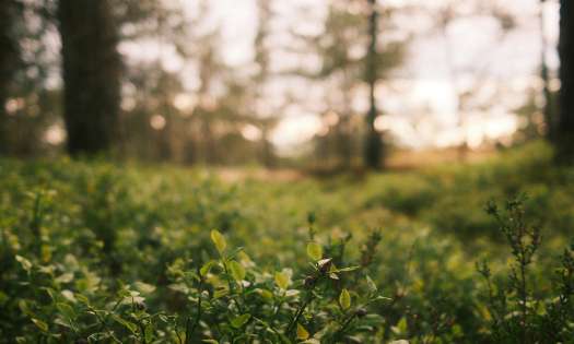 Shrubs in swedish forest .