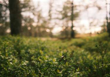 Shrubs in swedish forest .