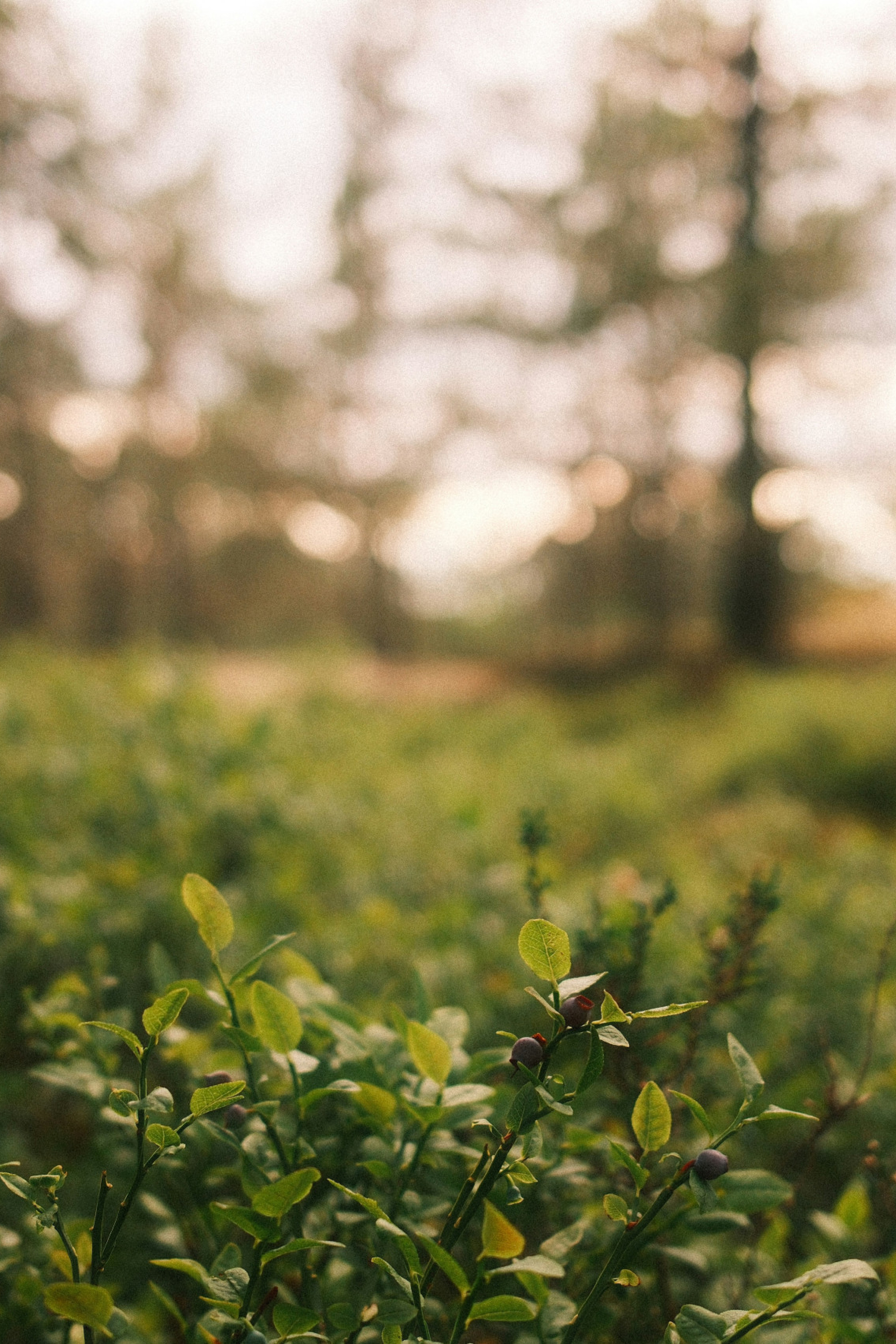 shrubs in swedish forest 