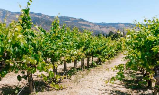 Vineyard in napa valley.