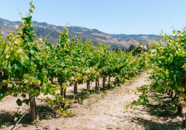 Vineyard in napa valley.