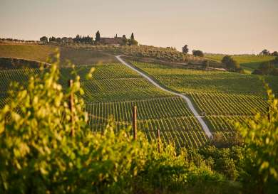 Vineyard in tuscany.