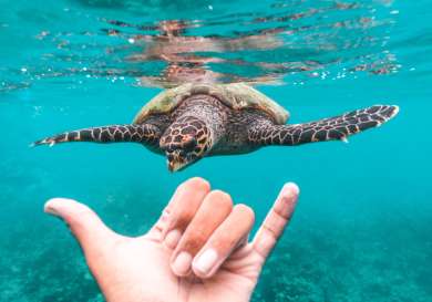 Waldorf_astoria_maldives_turtle_adventure.