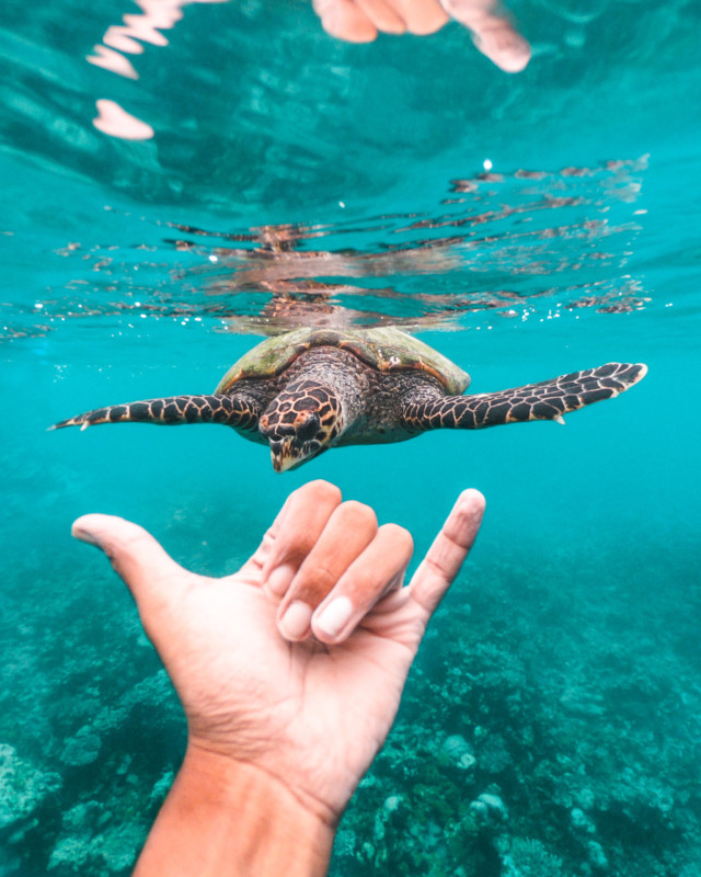 person diving with turtle