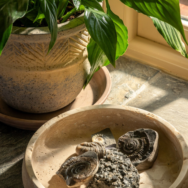 collection of fossils arranged in a clay pot