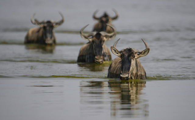 animals wading through the water 