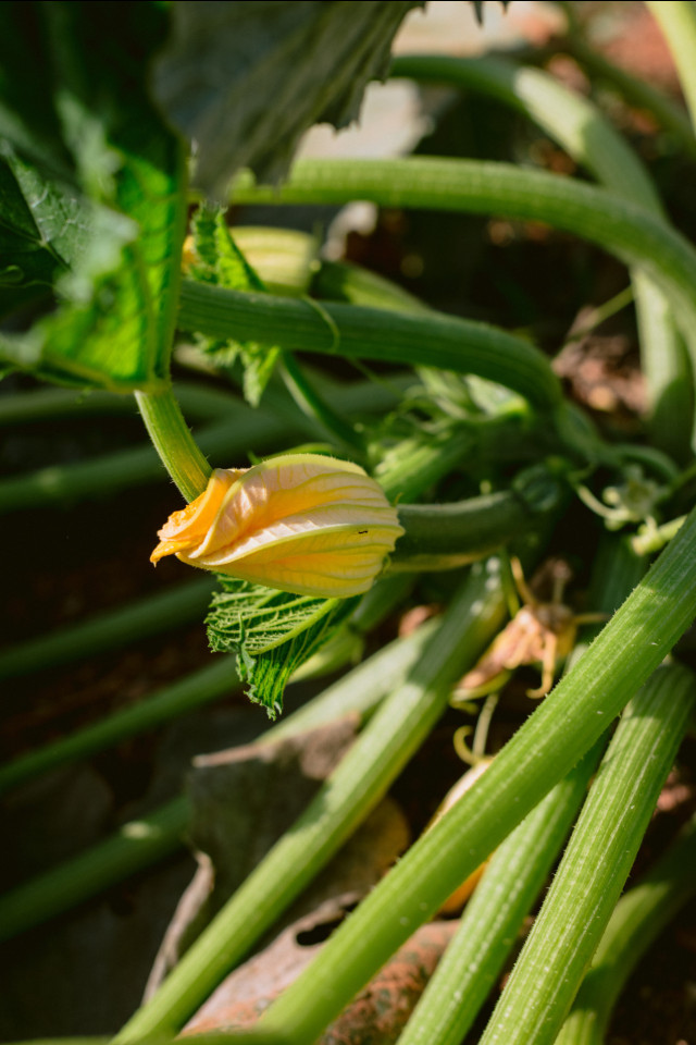 courgette growing in hotel garden