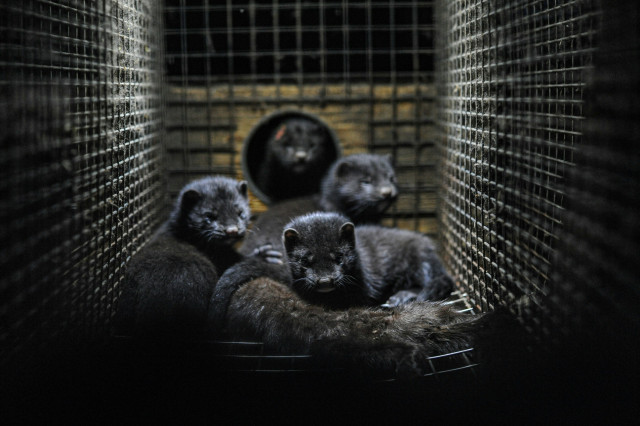 Mink kits at a Swedish fur farm cuddle to the body of their dead mother.