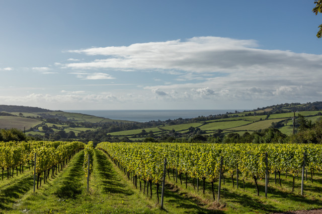 green vineyards in dorset
