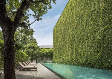 Pool with clear water stretches alongside a wooden deck lined with empty lounge chairs; a large vertical garden wall and lush trees border the serene outdoor setting.