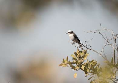 Small white bird perched on a branch in botswana .