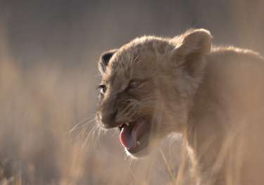 Lion cub growling in botswana .