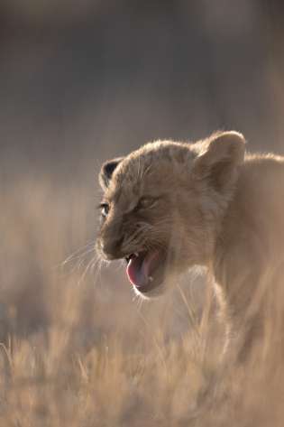 Lion cub growling in botswana .