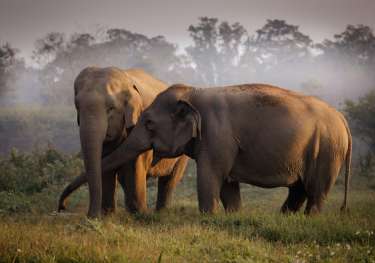 Two elephants interacting in jungle area.