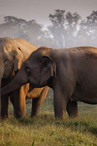 Two elephants interacting in jungle area.
