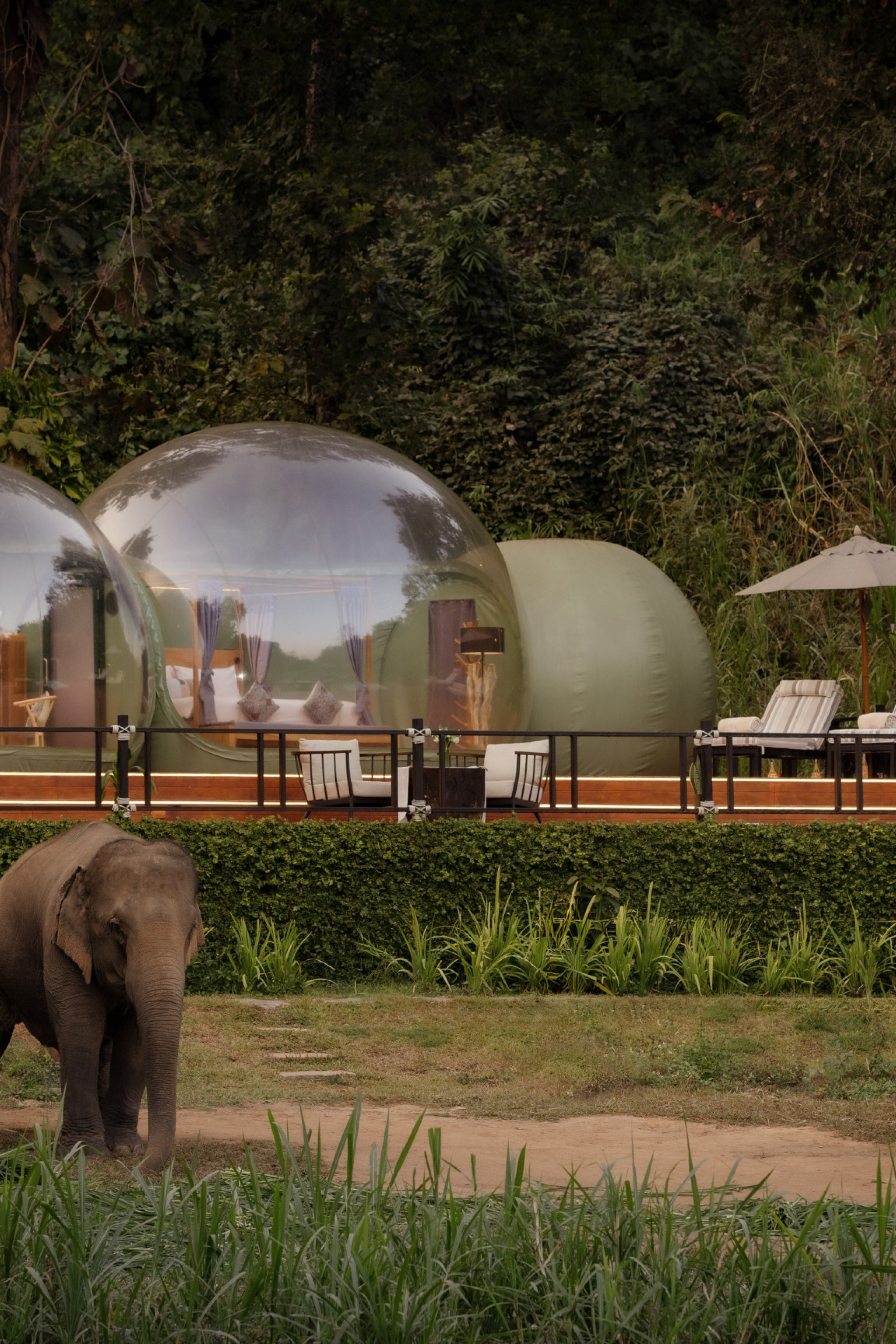 two elephants walking on grassy jungle path