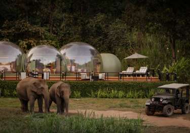 Two elephants walking on grassy jungle path.