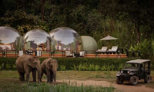 Two elephants walking on grassy jungle path.