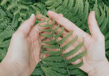 Person holding fern leaf.