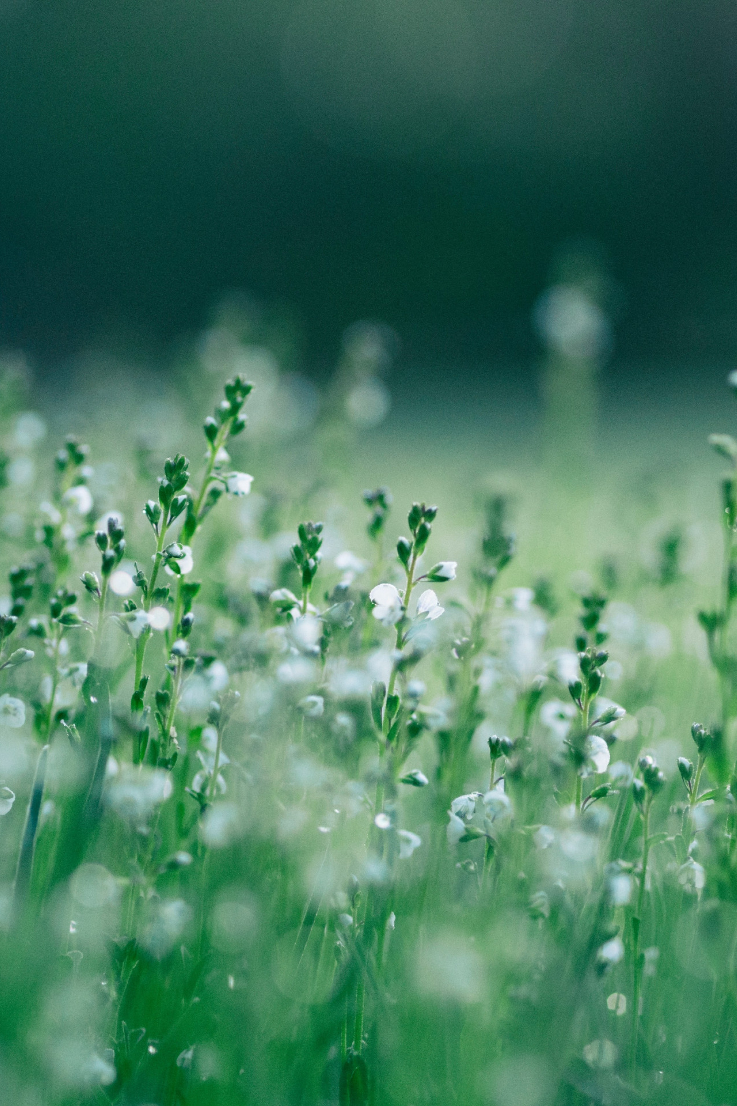 close-up of plants in a field with small white flowers