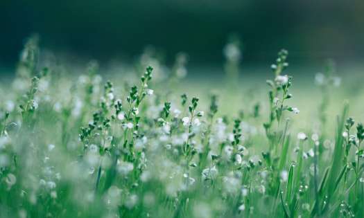 Close-up of plants in a field with small white flowers.