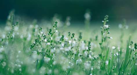 Close-up of plants in a field with small white flowers.