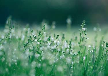 Close-up of plants in a field with small white flowers.