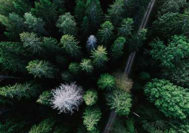 Aerial view of forest in sweden.