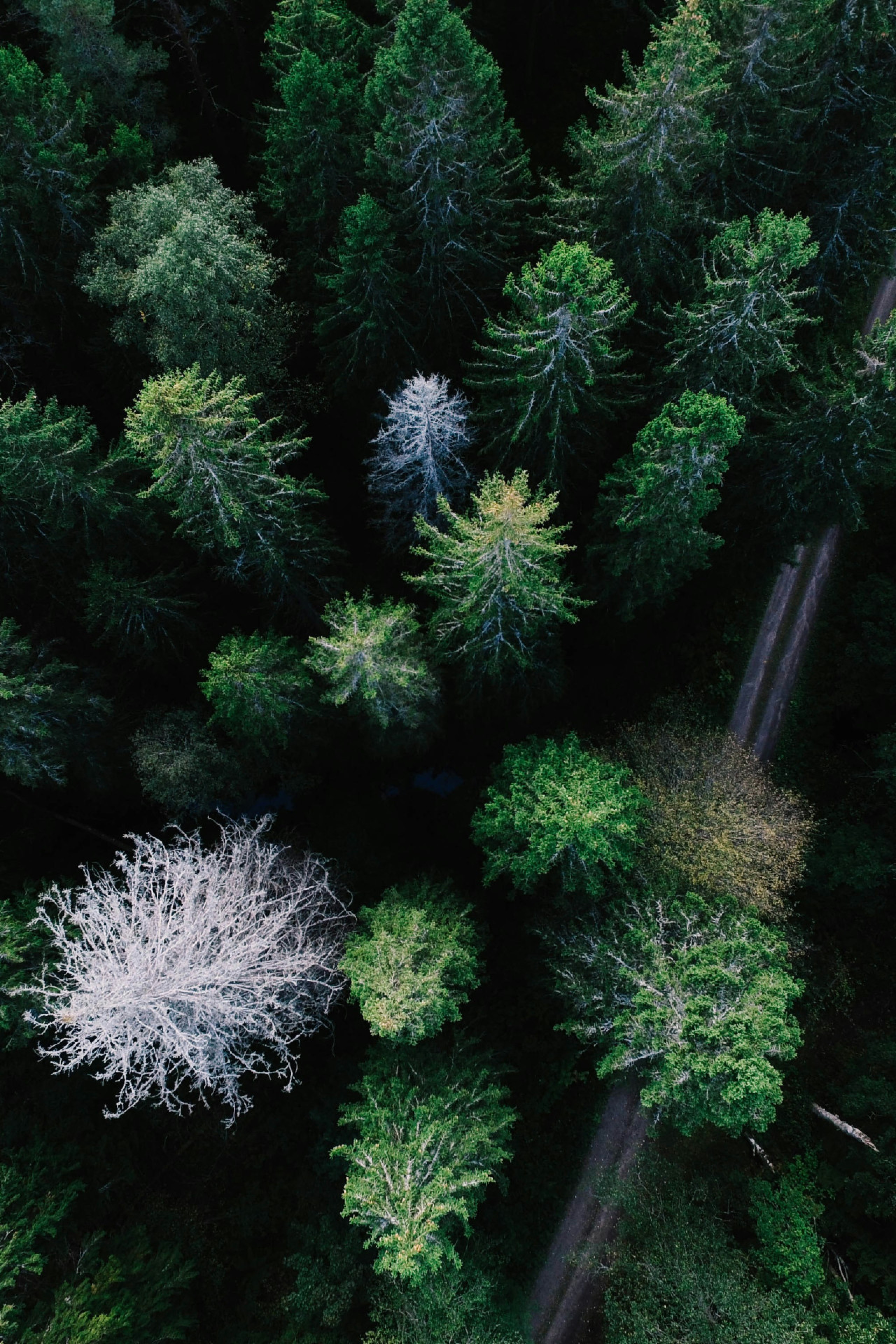 aerial view of forest in sweden
