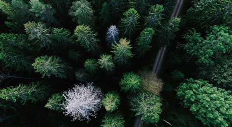 Aerial view of forest in sweden.