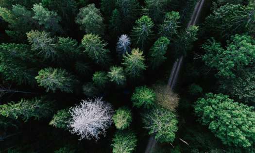 Aerial view of forest in sweden.