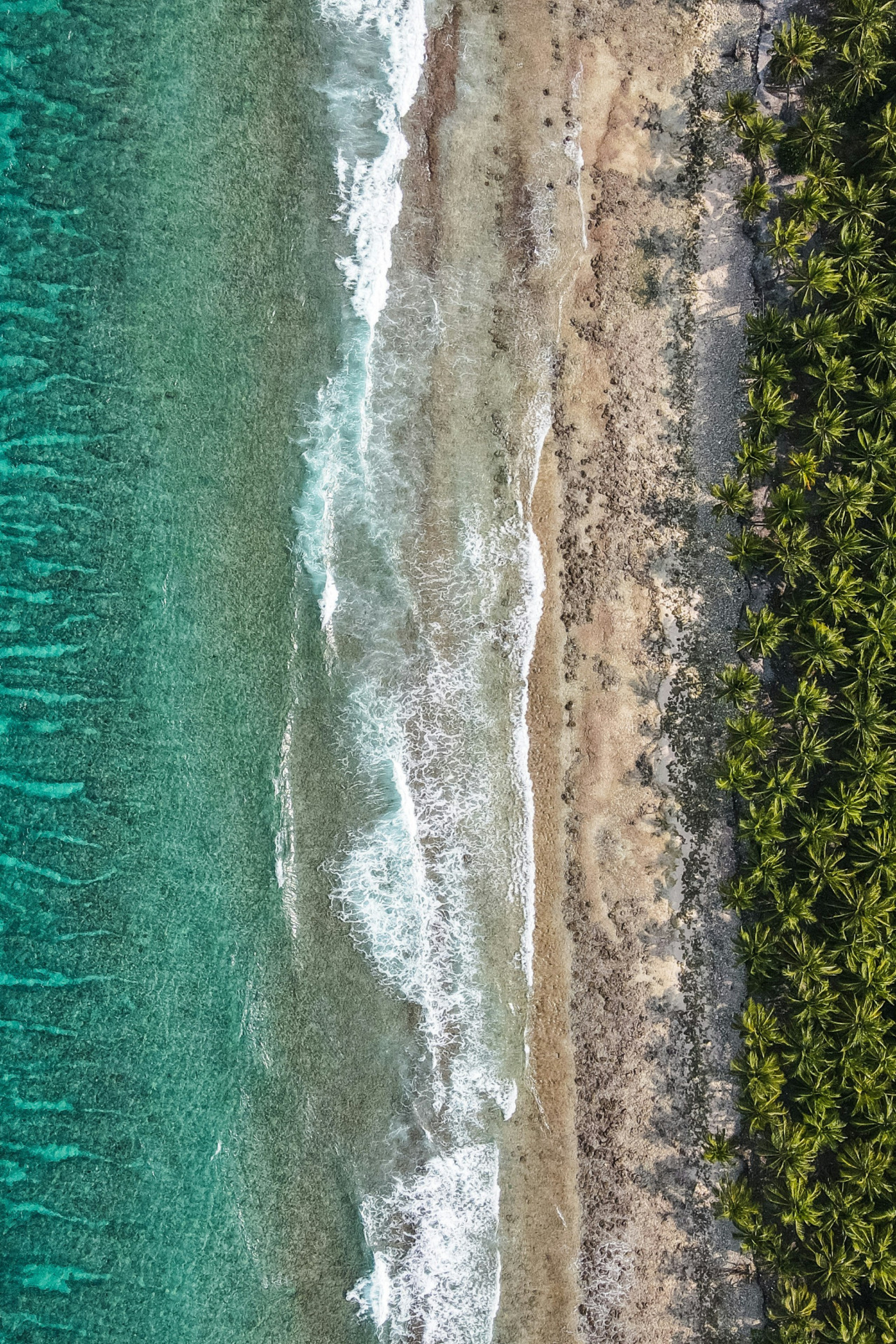 aerial view of the maldives with sea and palm trees