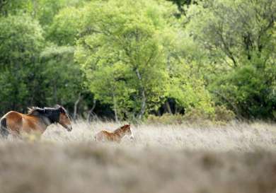 Careys manor senspa new forest horses.