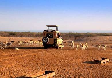 Sir bani yas island: an eco wildlife safari on the persian gulf safari antelope car.