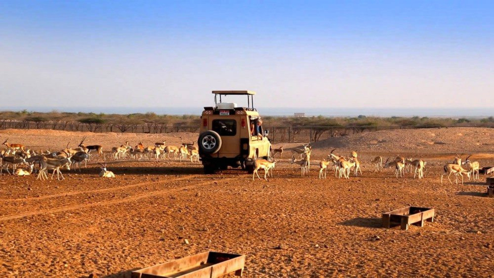 Sir Bani Yas Island: an eco-Wildlife Safari on the Persian Gulf safari antelope car