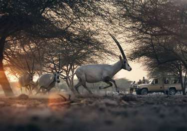 Sir bani yas island: an eco wildlife safari on the persian gulf.