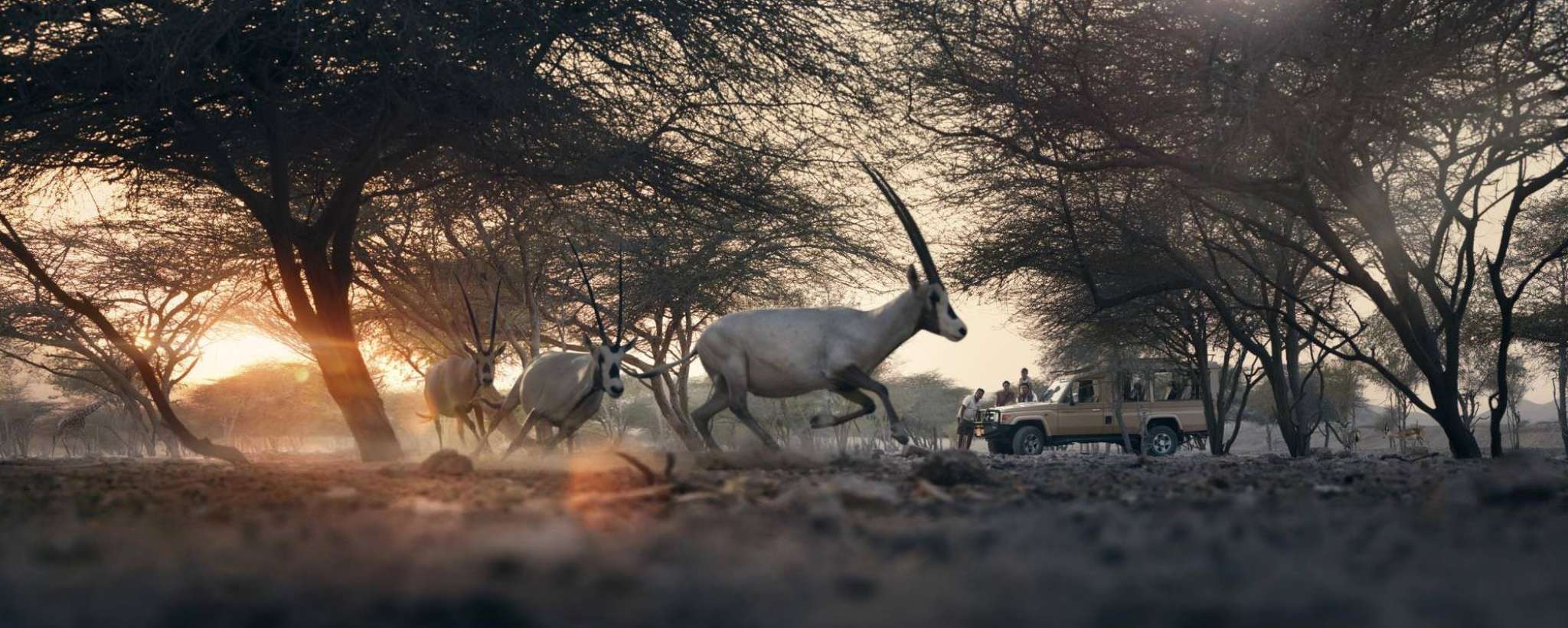 Sir Bani Yas Island: an eco-Wildlife Safari on the Persian Gulf  antelope running safari.