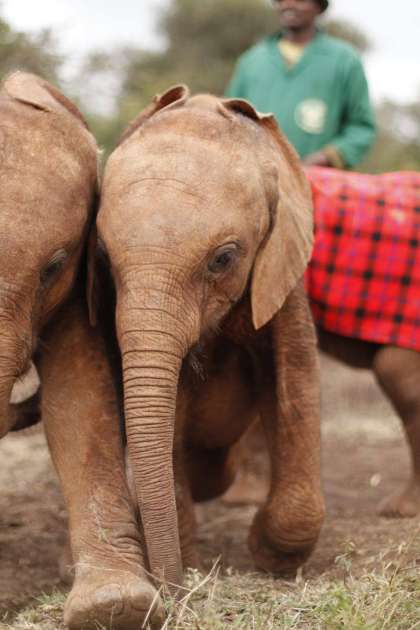 Sheldrick-wildlife-trust-1-1-scaled--two-baby-elephants.